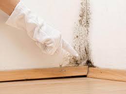 Trusted Emmaus, PA Mold Prevention & Removal  Experts